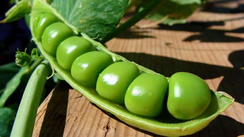What varieties of peas are there - an overview of varieties with photos and detailed descriptions