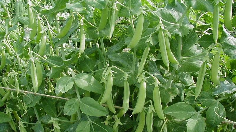 What varieties of peas are there - an overview of varieties with photos and detailed descriptions