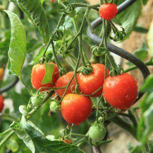 Which low-growing tomato varieties are the most productive?