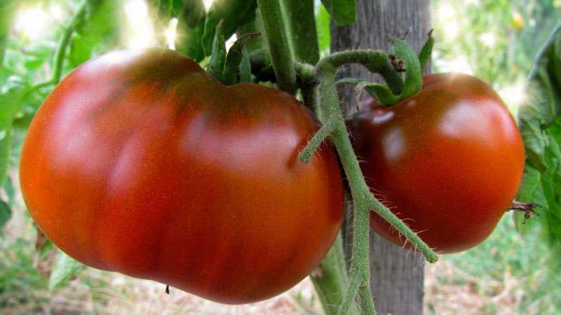 Which tomato seeds give a good harvest in open ground?