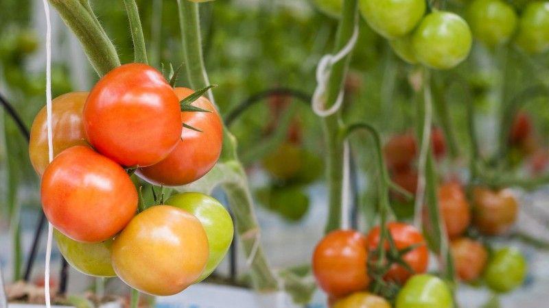 Which tomato seeds give a good harvest in open ground?