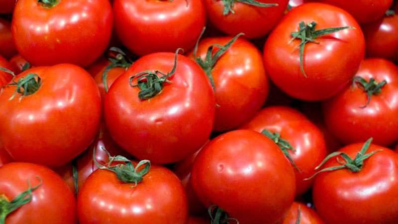 Which tomato seeds give a good harvest in open ground?