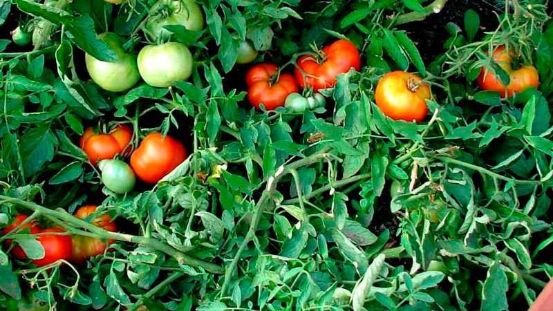Which tomato seeds give a good harvest in open ground?