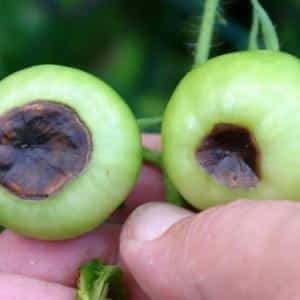 How to deal with blossom end rot of tomatoes in a greenhouse: the best recipes and folk methods