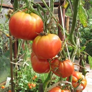 How to deal with blossom end rot of tomatoes in a greenhouse: the best recipes and folk methods