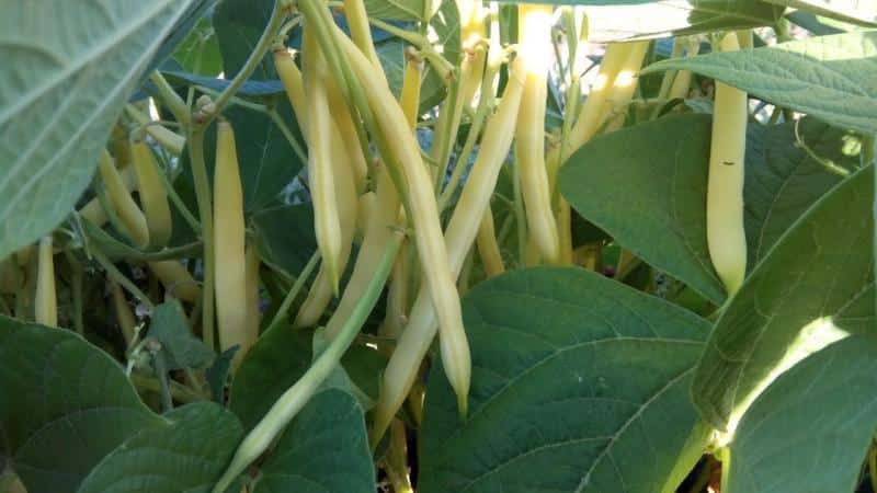 Which green beans to grow: varieties that will not leave anyone indifferent