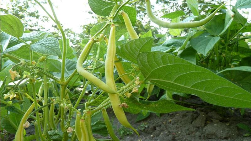 Which green beans to grow: varieties that will not leave anyone indifferent