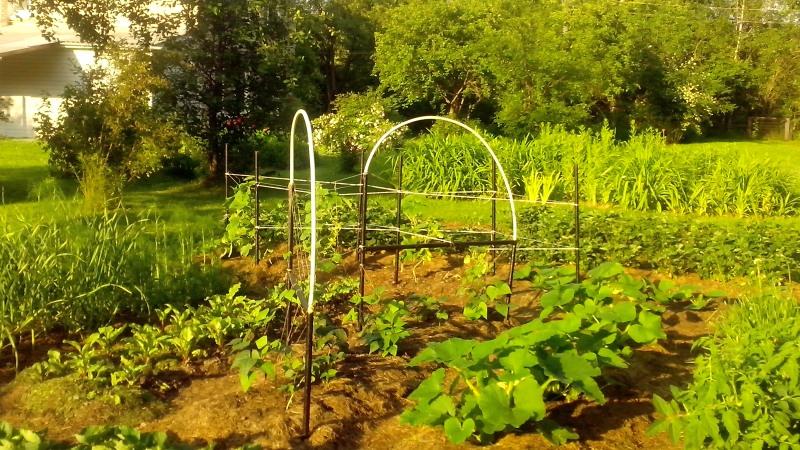 Which green beans to grow: varieties that will not leave anyone indifferent
