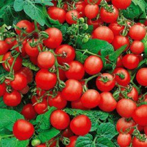 Red Riding Hood tomatoes, popular among summer residents: description of the variety and instructions for growing it yourself