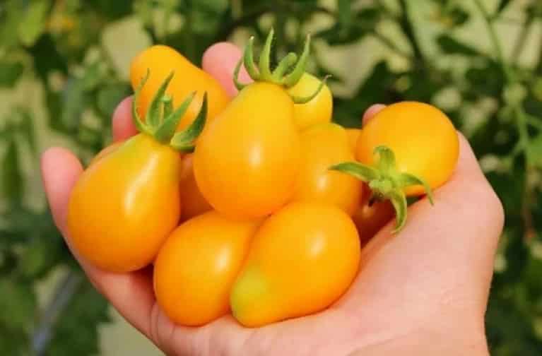 Top 25 sweetest varieties of tomatoes and tips on choosing them for every gardener