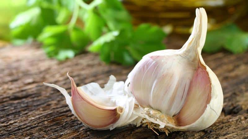 If you don’t know how to plant garlic, it’s no problem: we’ll teach you, show you and tell you all the secrets and subtleties