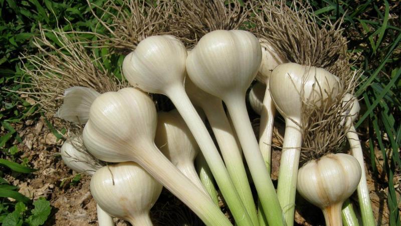If you don’t know how to plant garlic, it’s no problem: we’ll teach you, show you and tell you all the secrets and subtleties