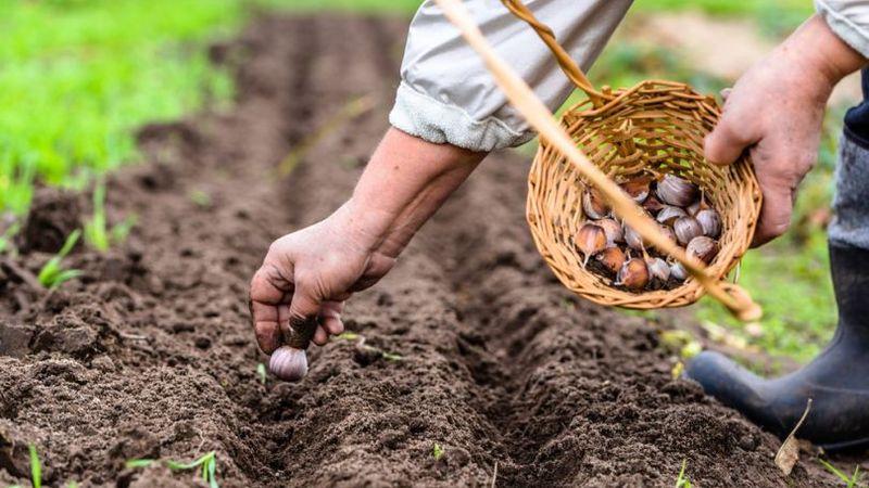 If you don’t know how to plant garlic, it’s no problem: we’ll teach you, show you and tell you all the secrets and subtleties
