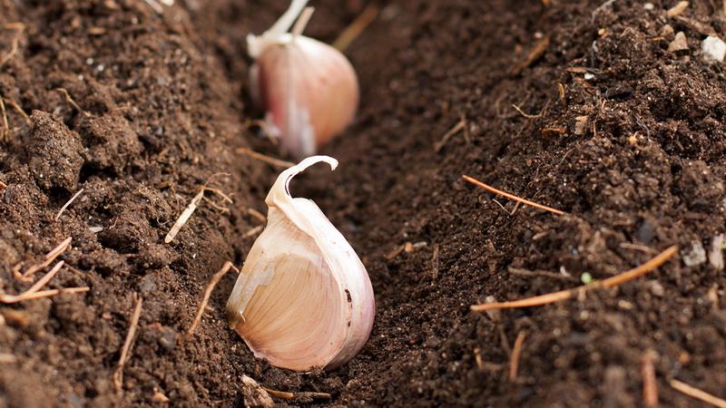 If you don’t know how to plant garlic, it’s no problem: we’ll teach you, show you and tell you all the secrets and subtleties