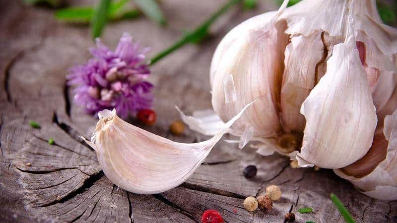 If you don’t know how to plant garlic, it’s no problem: we’ll teach you, show you and tell you all the secrets and subtleties