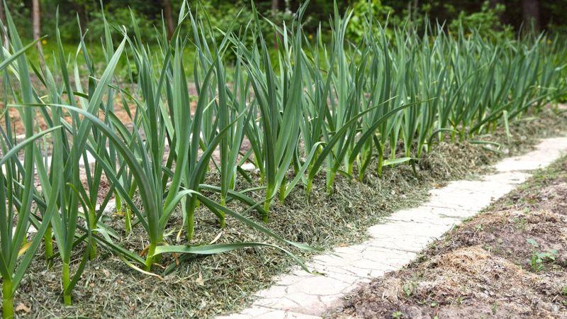 If you don’t know how to plant garlic, it’s no problem: we’ll teach you, show you and tell you all the secrets and subtleties