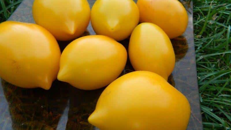 No one will be indifferent to a tomato that looks like a lemon: the Wonder of the World tomato and how to grow it
