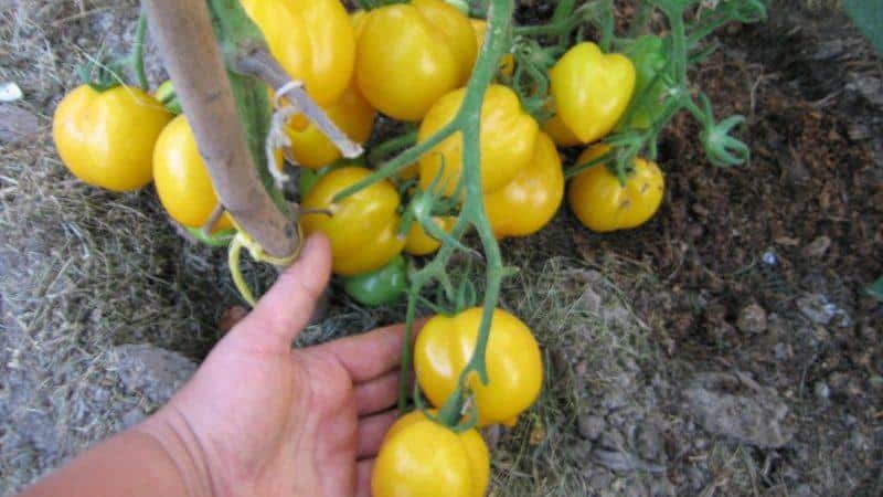 No one will be indifferent to a tomato that looks like a lemon: the Wonder of the World tomato and how to grow it