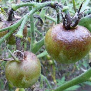 Features of agricultural technology of the Money Bag variety for a better harvest