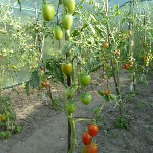 Features of agricultural technology of the Money Bag variety for a better harvest