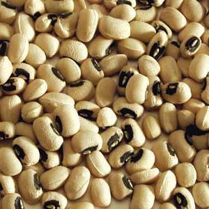 Features of growing white beans