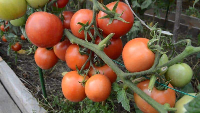 Features of growing tomatoes Sanka
