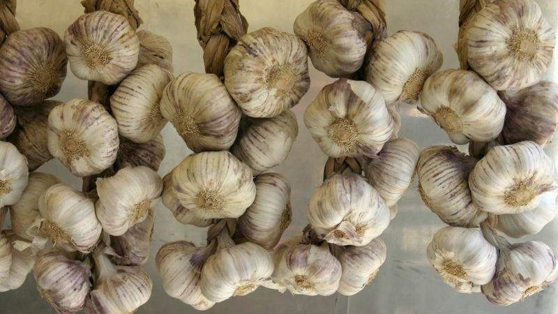 A selection of the best methods for preserving garlic at home throughout the winter
