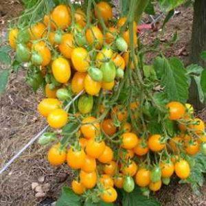 Pros and cons of the Ildi tomato