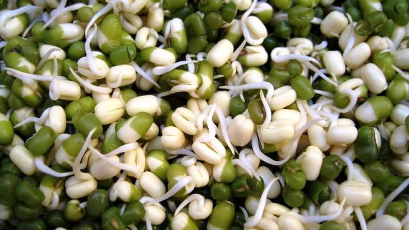We get a storehouse of vitamins from beans - how to germinate beans at home or grow them in open ground