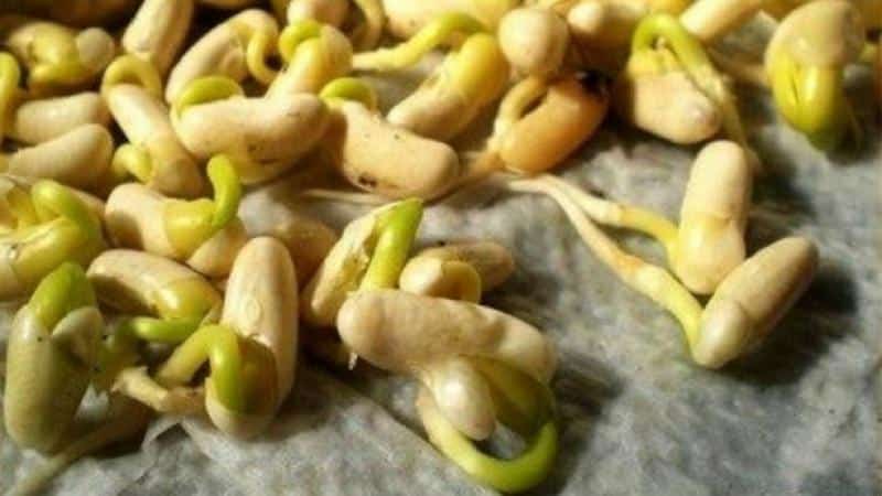 We get a storehouse of vitamins from beans - how to germinate beans at home or grow them in open ground