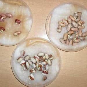 We get a storehouse of vitamins from beans - how to germinate beans at home or grow them in open ground