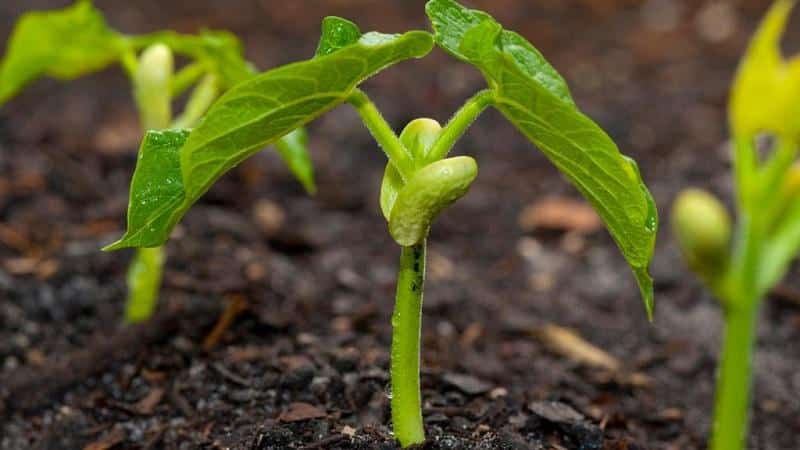 We get a storehouse of vitamins from beans - how to germinate beans at home or grow them in open ground