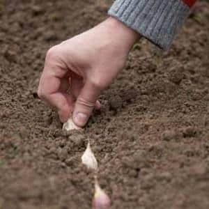 We protect the future harvest from pests and diseases - proper processing of garlic before planting
