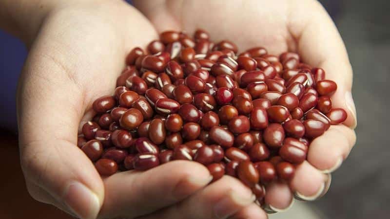 Are beans a protein or a carbohydrate? – let’s understand the composition and properties of the product