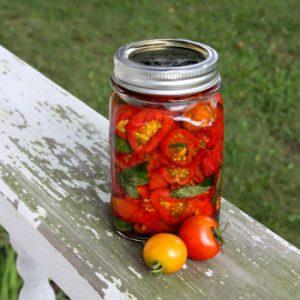 Top 16 delicious tomato preparations: tomatoes in gelatin for the winter - recipes and cooking instructions