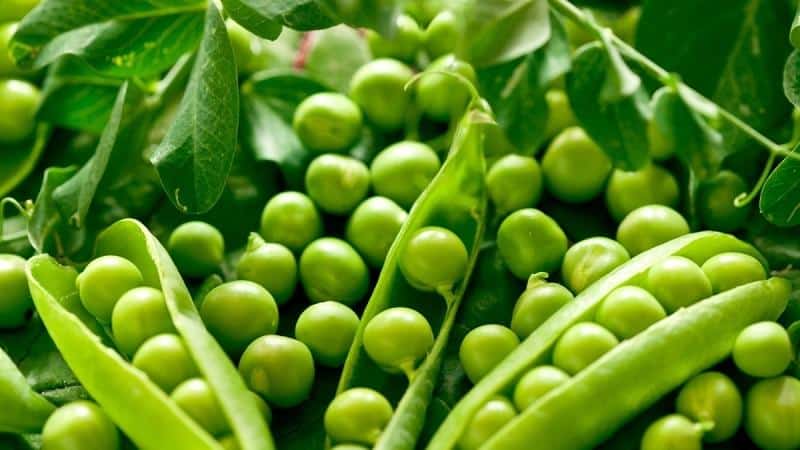 Top 8 most delicious recipes for pickling peas at home: ingredients, step-by-step instructions and tips
