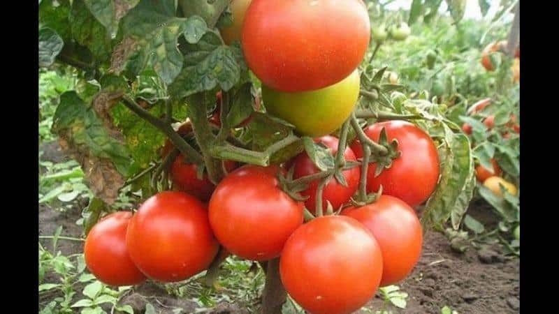 Disease-resistant and easy-care tomato Gina - a practical guide to growing