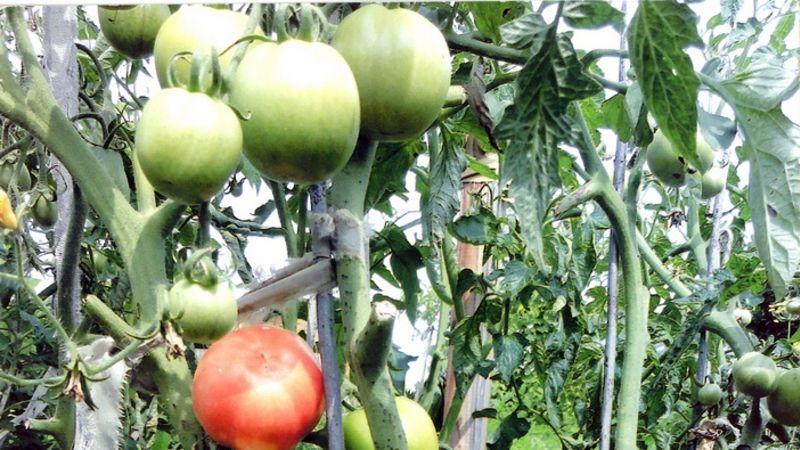 A tasty, juicy and aromatic giant in the garden - the Oxheart tomato