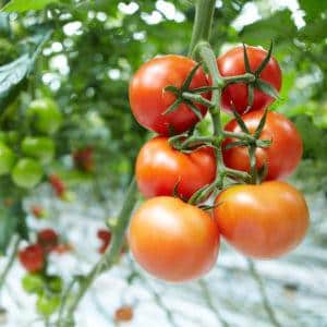Growing tomatoes in a greenhouse: step-by-step instructions for beginner gardeners and tips from experienced colleagues