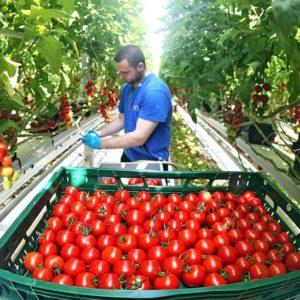Growing tomatoes in a greenhouse: step-by-step instructions for beginner gardeners and tips from experienced colleagues