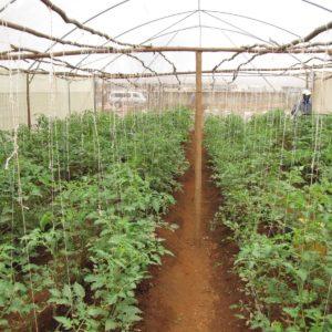 Growing tomatoes in a greenhouse: step-by-step instructions for beginner gardeners and tips from experienced colleagues