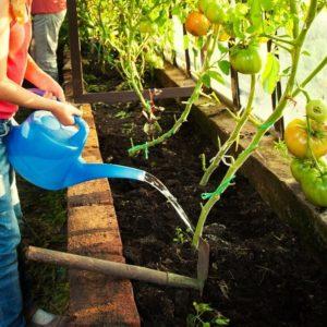 Growing tomatoes in a greenhouse: step-by-step instructions for beginner gardeners and tips from experienced colleagues