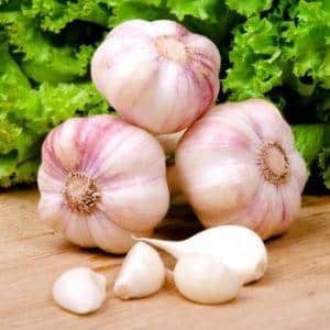 The best varieties of spring garlic: choosing the appropriate type according to parameters