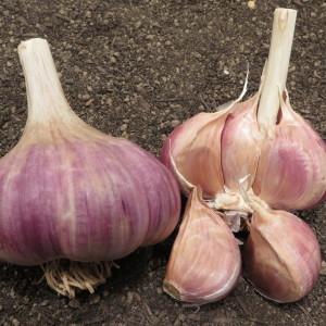 The best varieties of spring garlic: choosing the appropriate type according to parameters