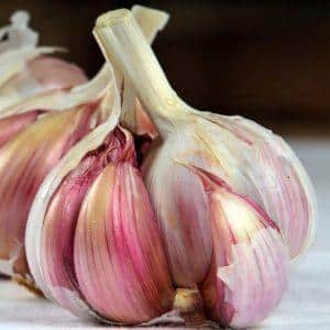 The best varieties of spring garlic: choosing the appropriate type according to parameters