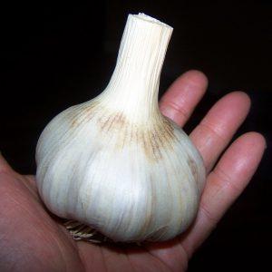 The best varieties of spring garlic: choosing the appropriate type according to parameters