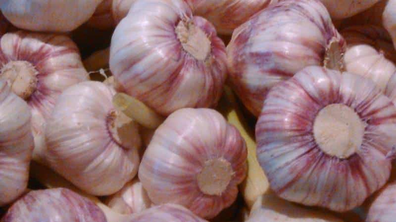 The best varieties of spring garlic: choosing the appropriate type according to parameters