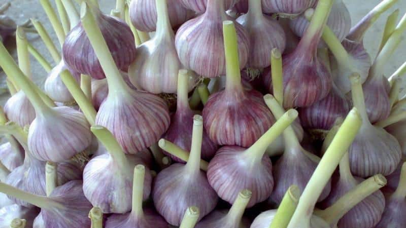 The best varieties of spring garlic: choosing the appropriate type according to parameters