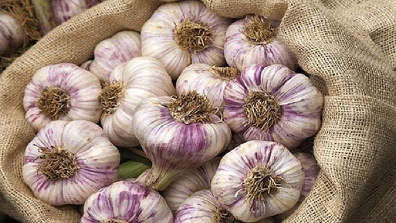 Consistently productive, unpretentious and disease-resistant garlic Lyubasha - we grow it on our own plot