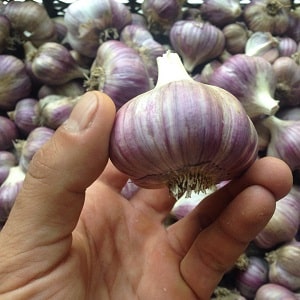 Consistently productive, unpretentious and disease-resistant garlic Lyubasha - we grow it on our own plot